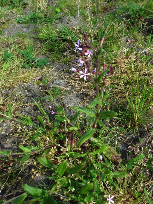 Silene fuscata / Silene scura